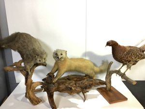 キジ 剥製のYahoo!オークション(旧ヤフオク!)の相場・価格を見る