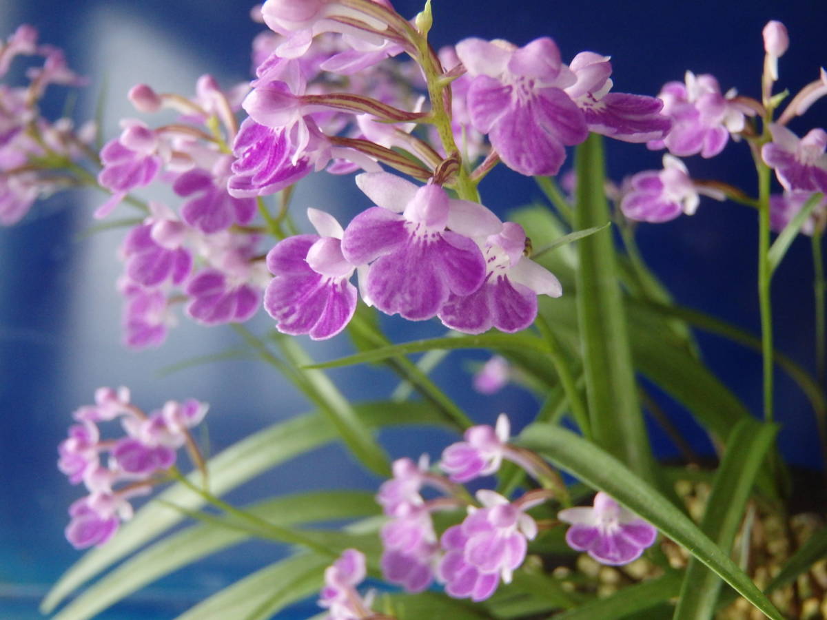 アワチドリ☆♪　紅宝石　　Gー５５１