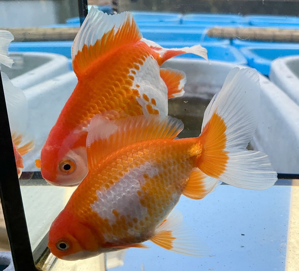 13~13.5cm 雌 ◇日本一ブリーダー掛け合わせ！・2匹セット・当歳 金魚 