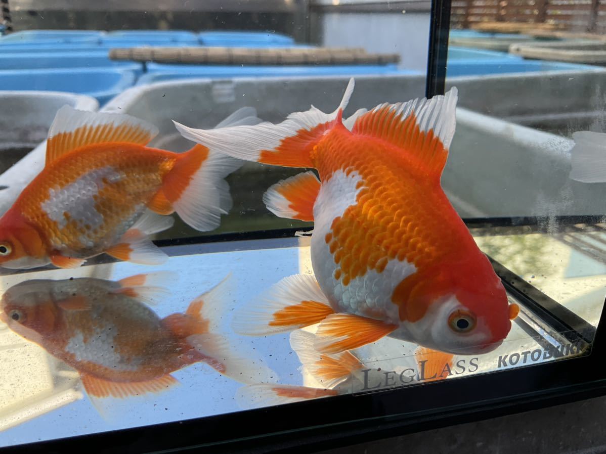 13~13.5cm 雌 ◇日本一ブリーダー掛け合わせ！・2匹セット・当歳 金魚 