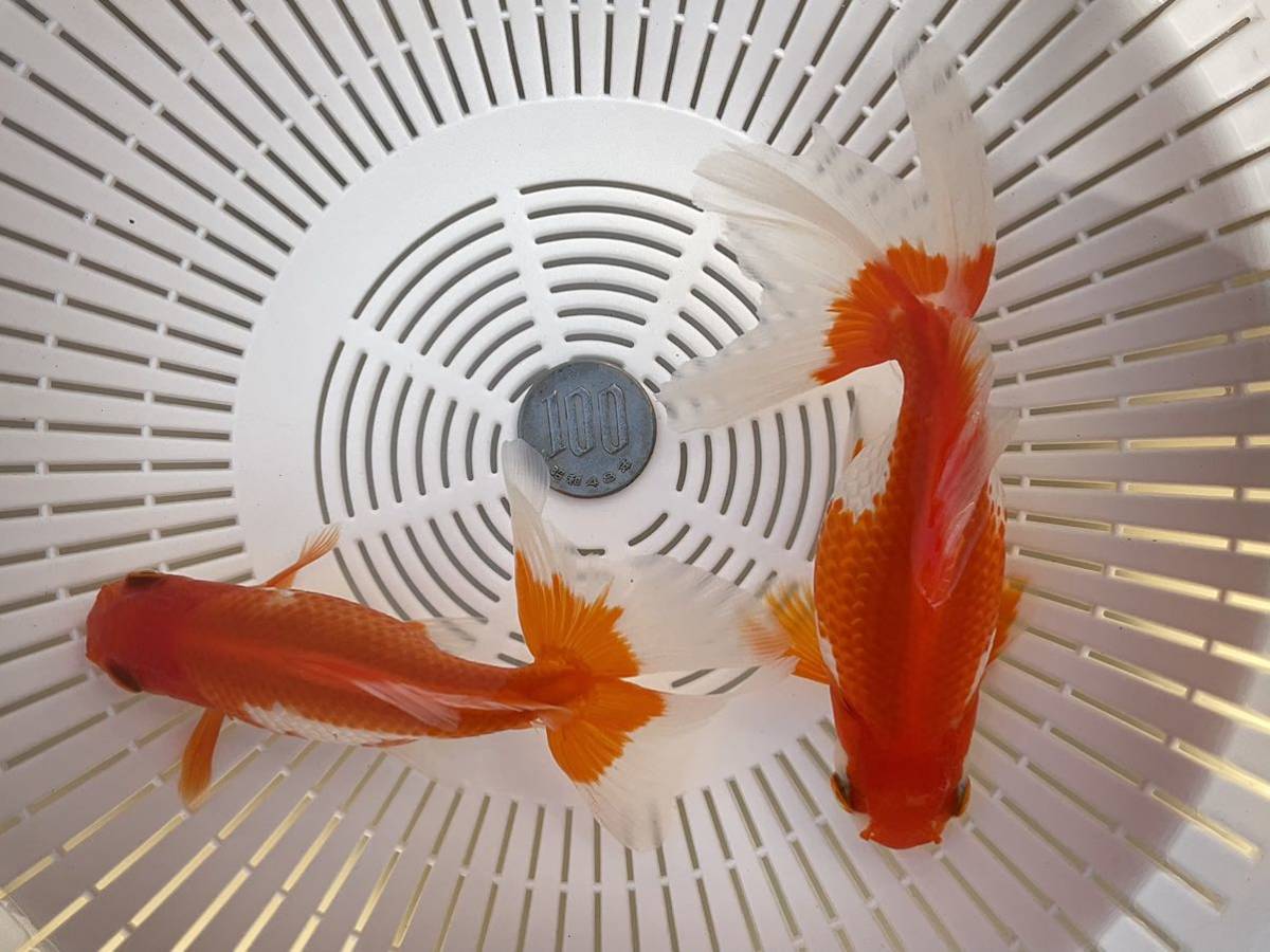 13~13.5cm 雌 ◇日本一ブリーダー掛け合わせ！・2匹セット・当歳 金魚 