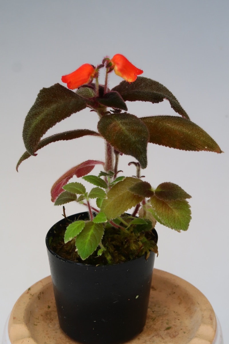 観葉植物 原種 Ta7914 Pearcea Sprucei イワタバコ科 観葉植物 売買されたオークション情報 Yahooの商品情報をアーカイブ公開 オークファン Aucfan Com