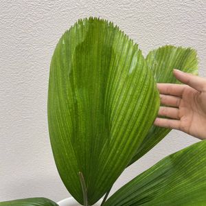 ウチワヤシのヤフオク の相場 価格を見る ヤフオク のウチワヤシのオークション売買情報は2件が掲載されています