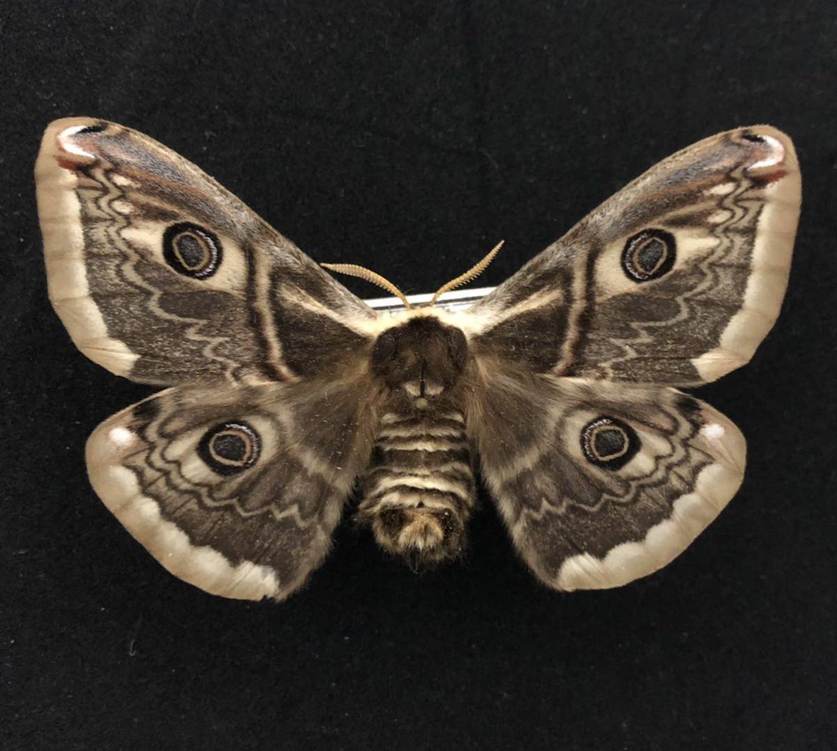 展翅標本】ブルガリアのヤママユ クジャクヤママユ saturnia spini