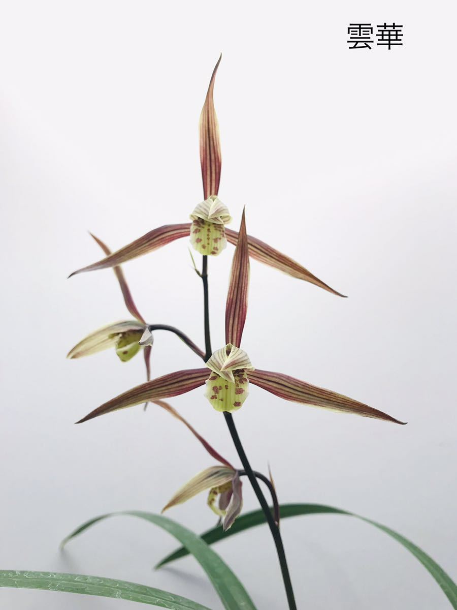 英晃園 蘭 山野草 野生蘭 寒蘭 雲華 ラン 売買されたオークション情報 Yahooの商品情報をアーカイブ公開 オークファン Aucfan Com