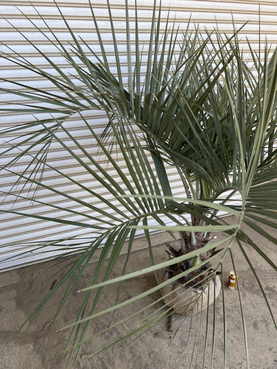 ココスヤシ シルバーリーフ 幹太 形状良 ヤシの木 ヤシ 庭木 植木 庭 シンボルツリー ガーデニング 鉢植え等に Brandsynariourdu Com