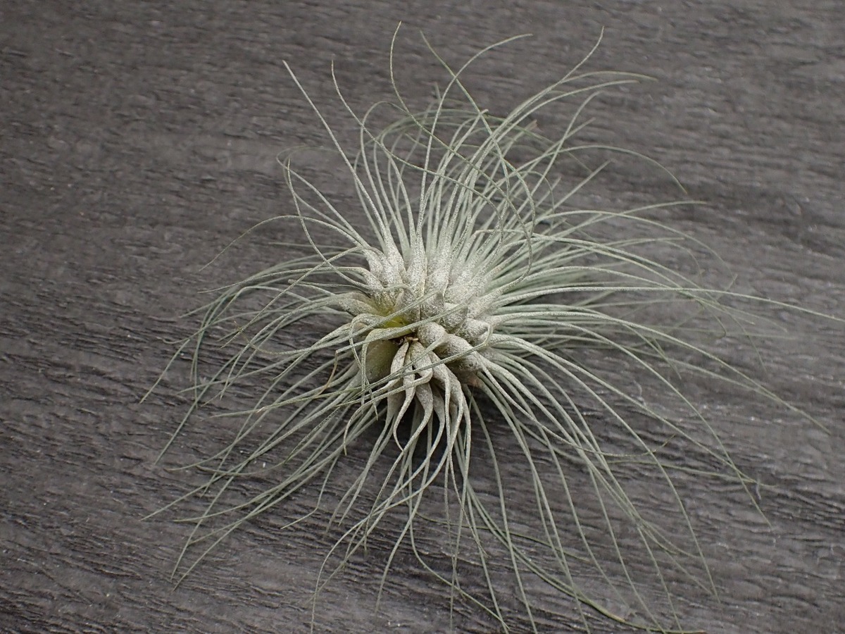Tillandsia Fuchsii F Gracilis チランジア フックシー グラシリス エアプランツep 第四種 税別1円 アナナス 売買されたオークション情報 Yahooの商品情報をアーカイブ公開 オークファン Aucfan Com