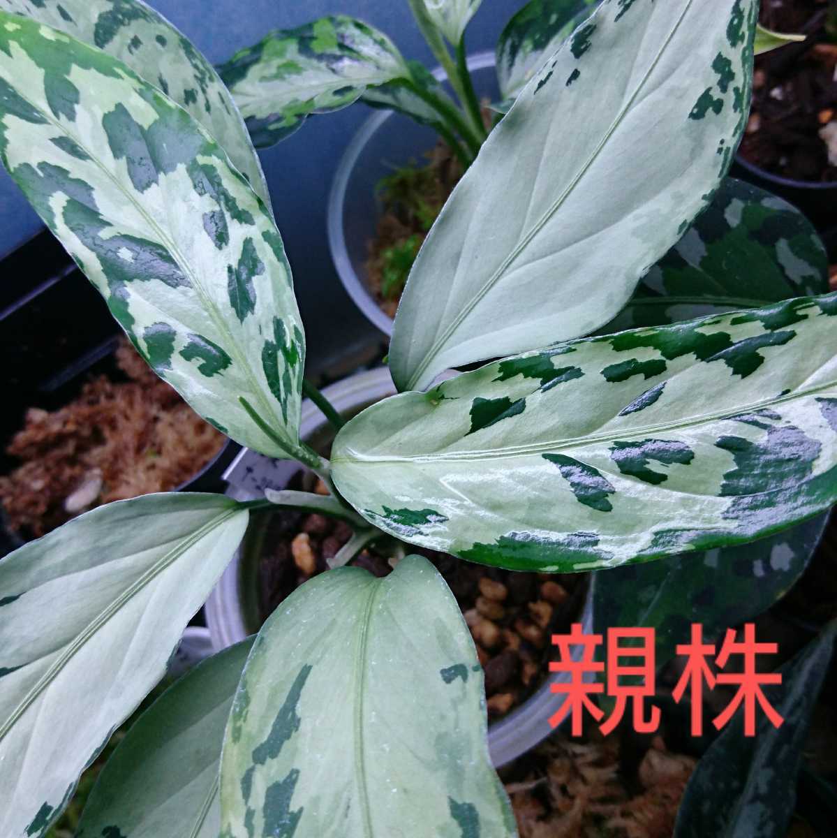 観葉植物 アグラオネマ ピクタム アチェ スマトラ TZ便