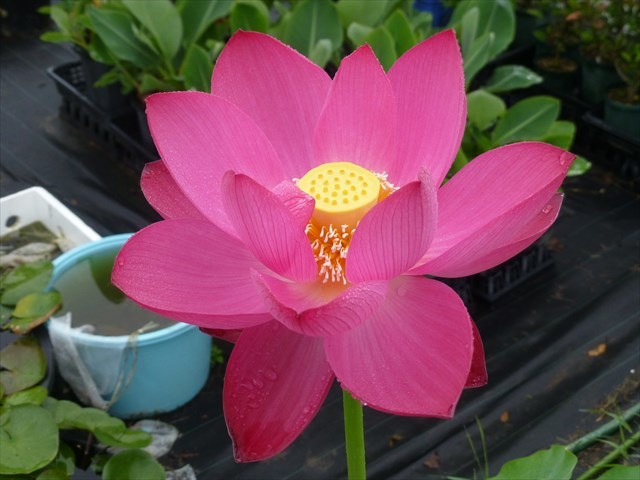 紅富士 紅美花 花ハス 蓮根 レンコン 花蓮 休眠苗 ハス 蓮 スイレン ビオトープ 水生植物 メダカ めだか その他 売買されたオークション情報 Yahooの商品情報をアーカイブ公開 オークファン Aucfan Com