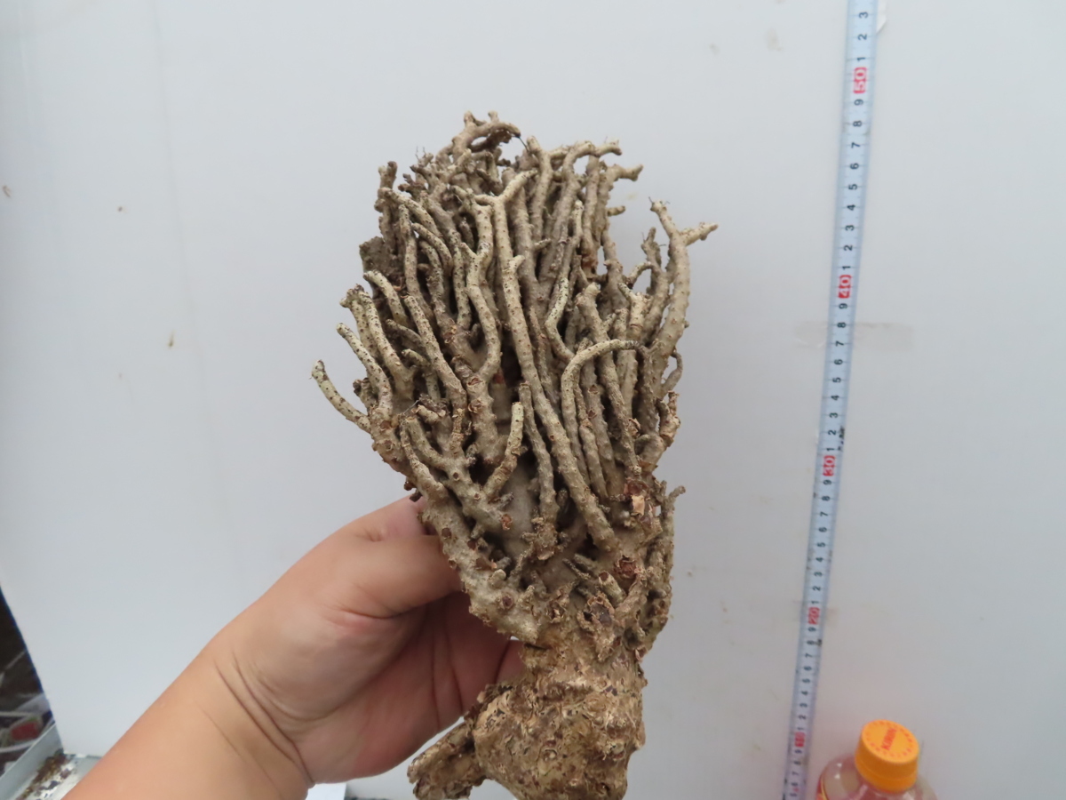 オ0133「現地」チレコドン　ブックホルジアヌス　抜き苗【塊根植物・実店舗販売 2/1開始 FLOVERS岡崎店 OPENセール】