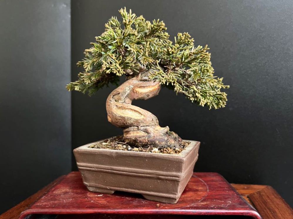 真柏盆栽 糸魚川真柏 捻転シャリ幹 小品盆栽 ミニ盆栽 樹高10.5cm