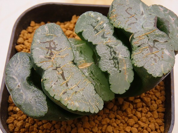 ■玉扇　徳田マンモス×FST1-1　２　実生　未繁殖　ヤマト運輸発送のみ 【多肉植物　Haworthia　ハオルシア　ハオルチア】