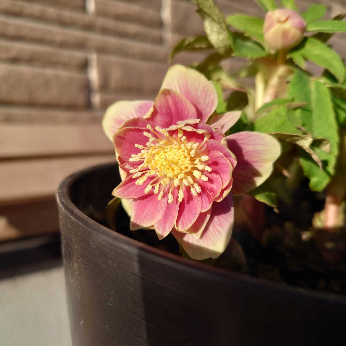限定セール，セール クリスマスローズ ソレイユ開花株 6号鉢植え :.. ゜&uml;゜゜ :..(その他)｜売買されたオークション情報、yahooの商品情報をアーカイブ公開 - オークファン その他