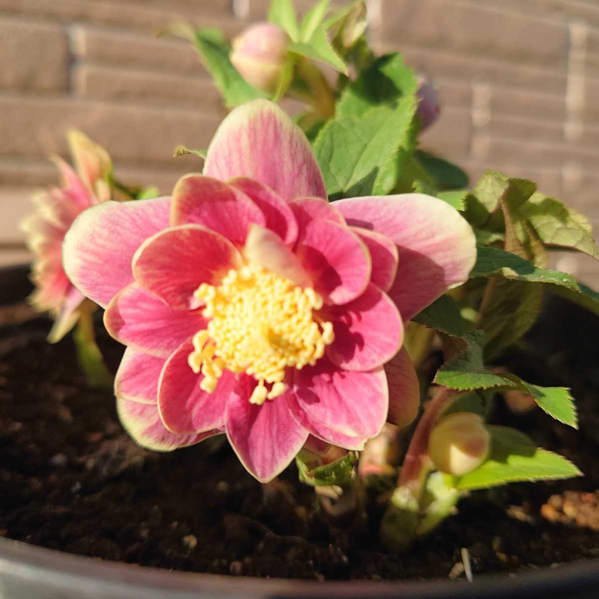 ♪ クリスマスローズ ♪ ソレイユ開花株 ♪ 6号鉢植え・*:..。*゜¨゜゜