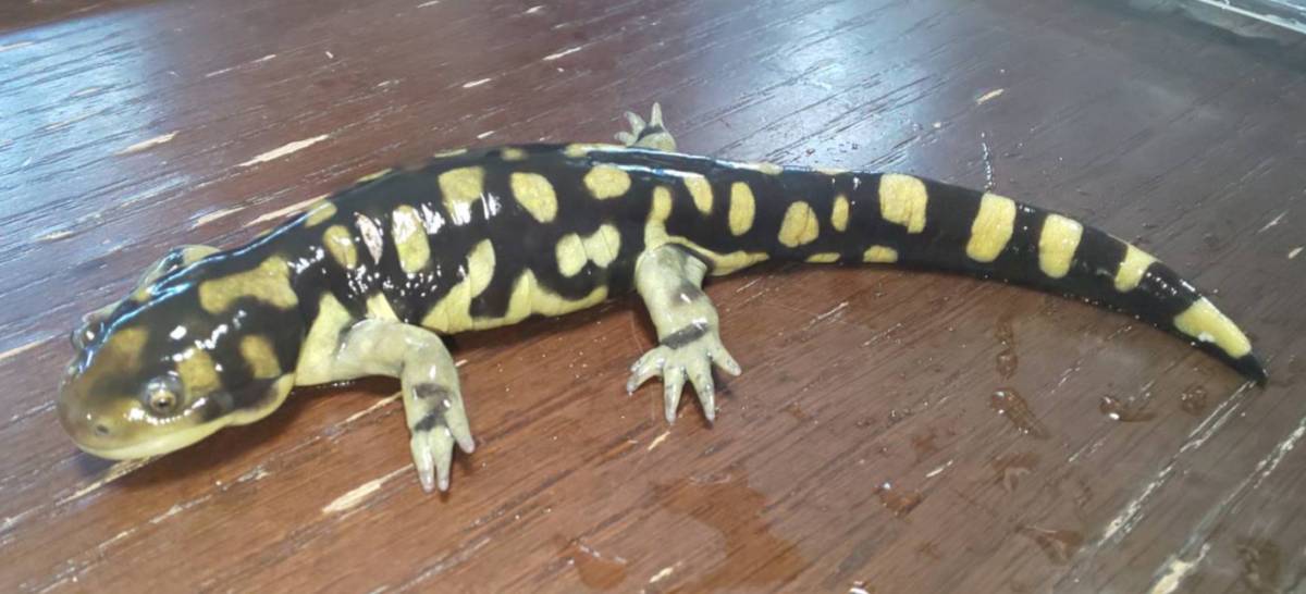 オビタイガーサラマンダー Eucb イモリ サラマンダー 売買されたオークション情報 Yahooの商品情報をアーカイブ公開 オークファン Aucfan Com