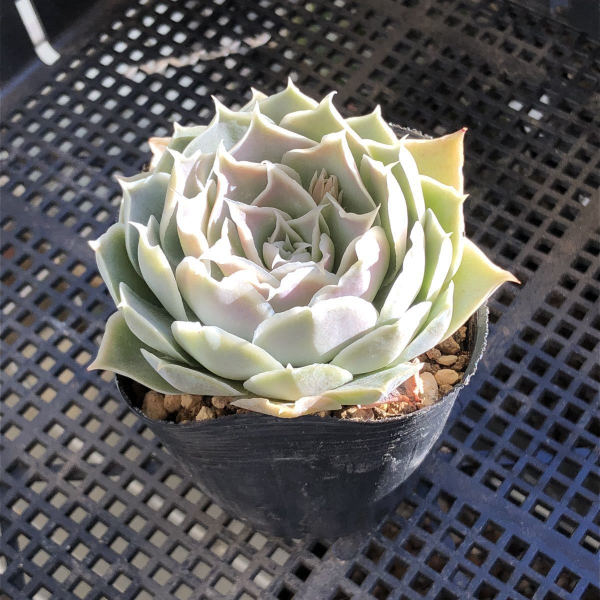 多肉植物　エケベリア　simulansラグナサンチェス　ブォンベッキオさん苗 ecs1021.jpg