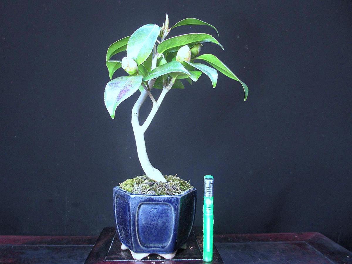 福助　藪椿／ヤブツバキ　樹高２０㎝　花蕾付き　花種不明　幹曲　小品　素材　９Ｂ２６９４１