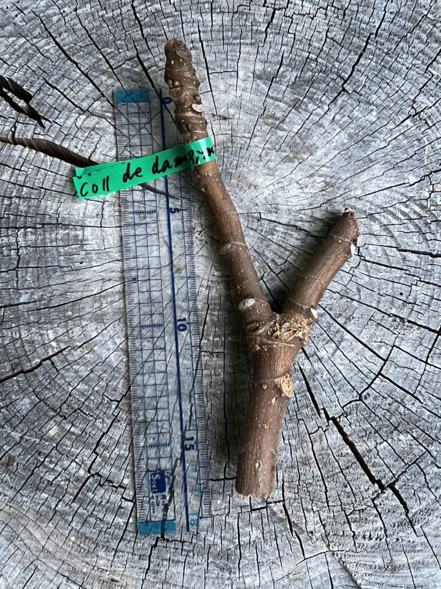 テテ　いちじく穂木 de | Col Dama イチジク Coll dama 超レア RIMADA」挿し穂 穂木 DAMA DE