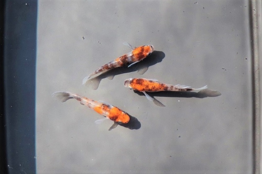メダカ舘 如月 超極上 雲州三色メダカ 本家直子 F1 大きめm Mlサイズ雄2匹 雌3匹 おまけメダカ1匹の計6匹 Gc 現物出品 めだか 売買されたオークション情報 Yahooの商品情報をアーカイブ公開 オークファン Aucfan Com