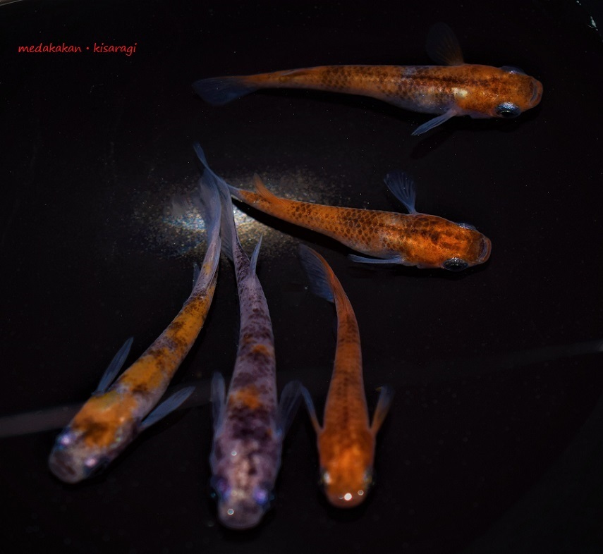 メダカ舘 如月 超極上 雲州三色メダカ 本家直子 F1 大きめm Mlサイズ雄2匹 雌3匹 おまけメダカ1匹の計6匹 Gc 現物出品 めだか 売買されたオークション情報 Yahooの商品情報をアーカイブ公開 オークファン Aucfan Com