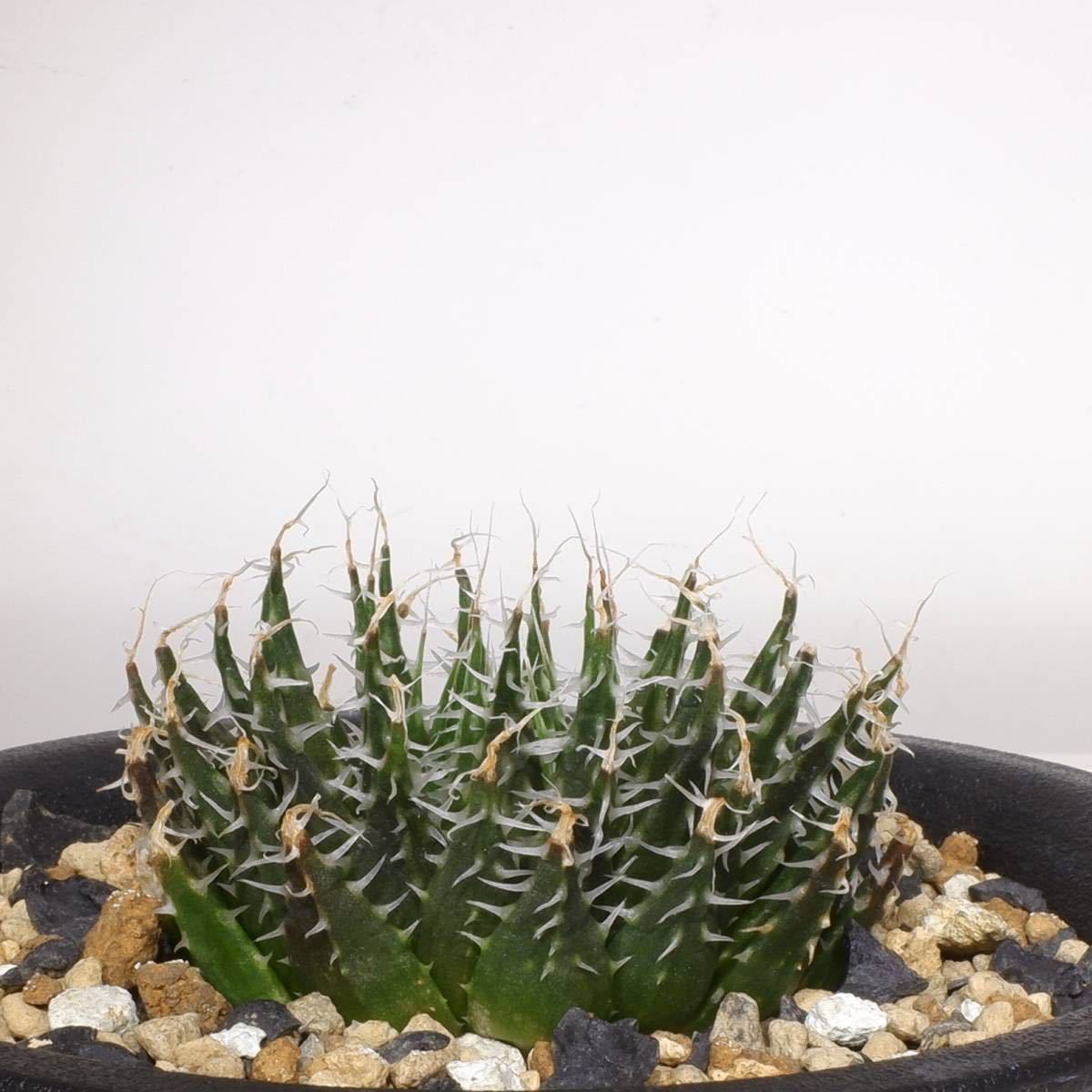 カラキ（沖縄シナモン）苗 植物 オキナワニッケイ 香り 花卉園芸