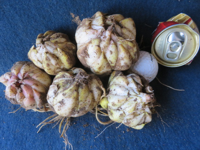 山野草　B③芽が動き出しましたラストスパート出品　　ヤマユリ　　球根　　山百合　★缶の直径５㌢　　第四種４４６円発送_1