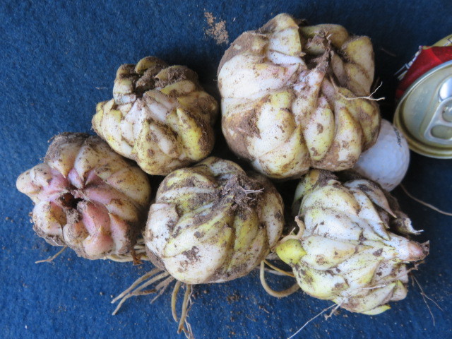 山野草　B③芽が動き出しましたラストスパート出品　　ヤマユリ　　球根　　山百合　★缶の直径５㌢　　第四種４４６円発送_2