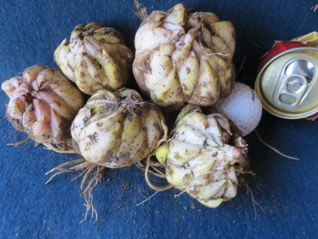 山野草　B③芽が動き出しましたラストスパート出品　　ヤマユリ　　球根　　山百合　★缶の直径５㌢　　第四種４４６円発送_3