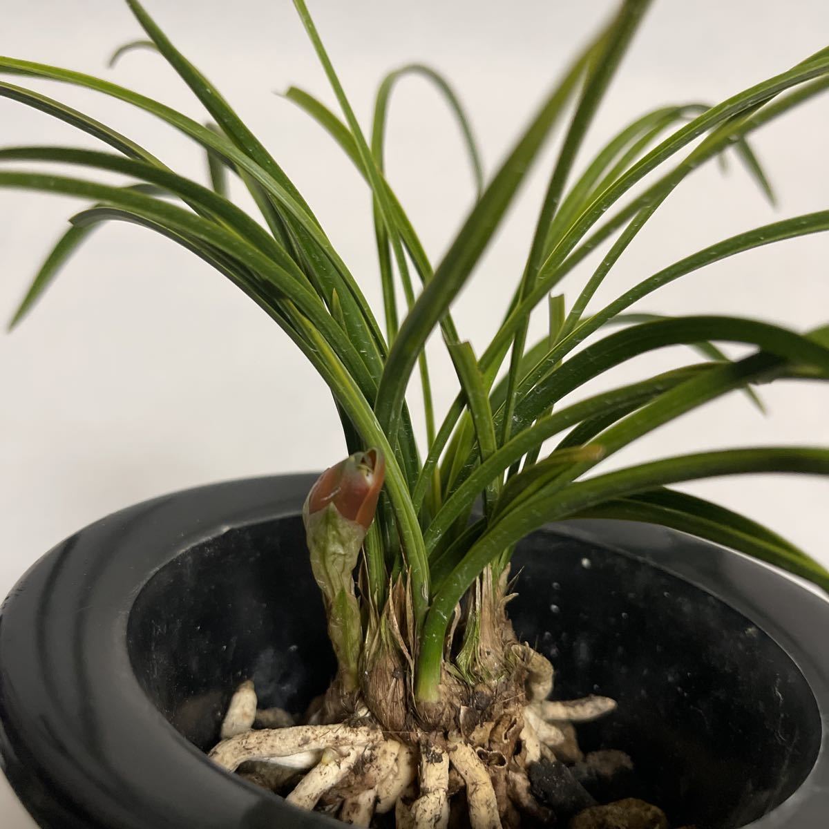 日本春蘭 女雛 中国春蘭 韓国春蘭 東洋蘭 古典園芸 山野草