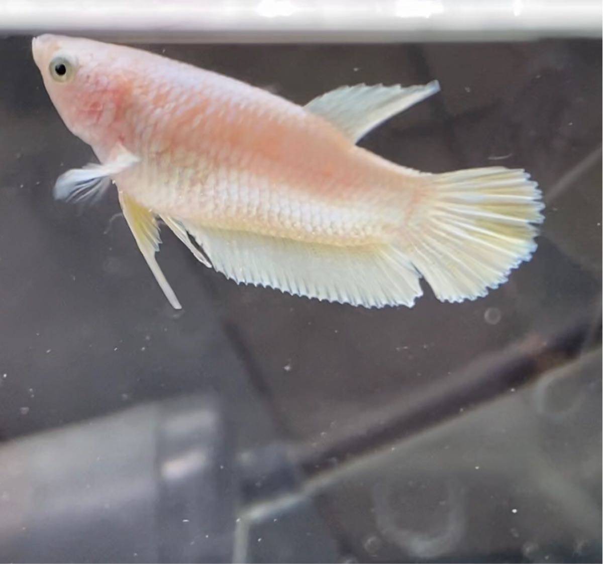 若魚ベタ ダンボ ゴールド メス ベタ 売買されたオークション情報 Yahooの商品情報をアーカイブ公開 オークファン Aucfan Com