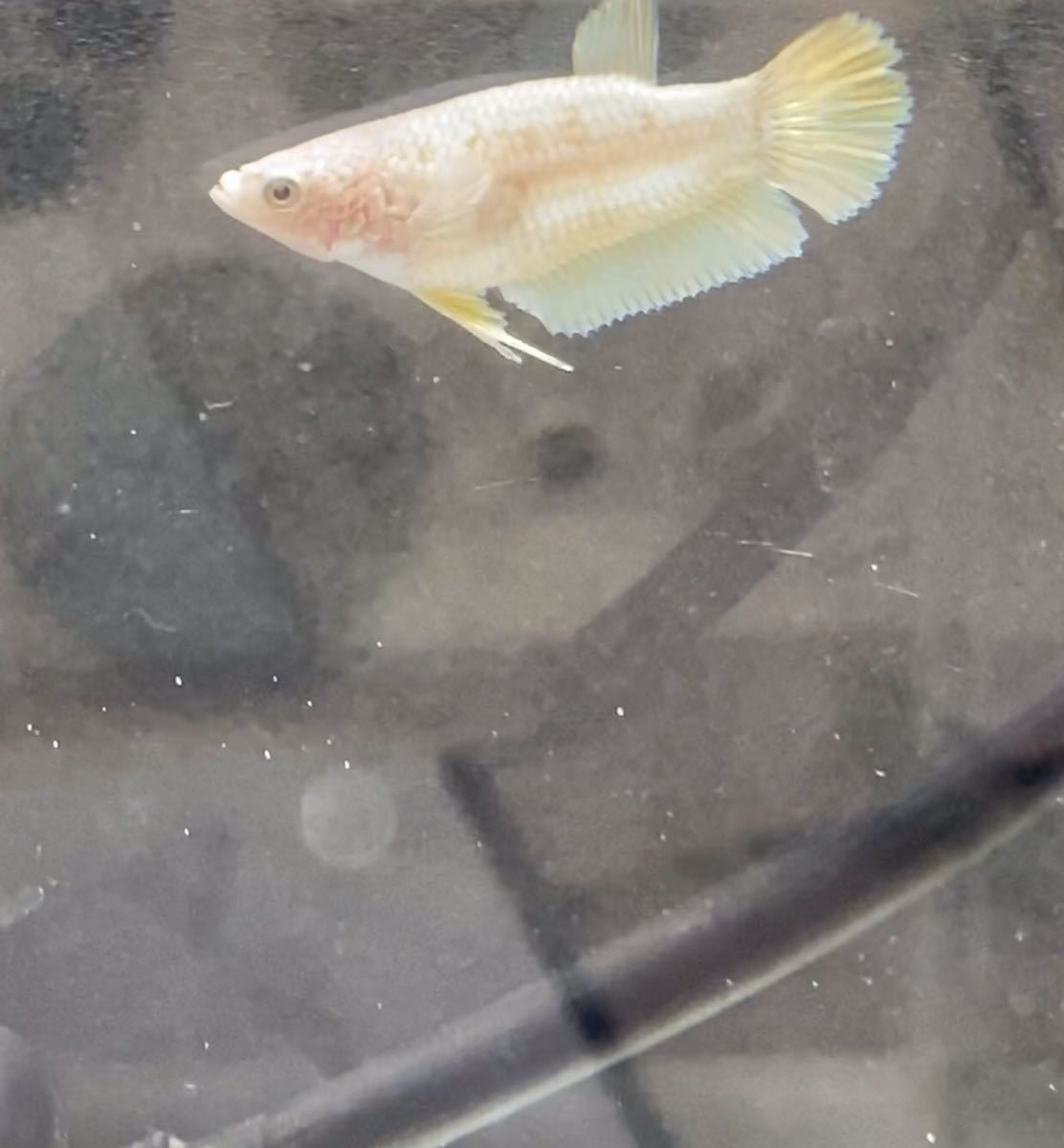 若魚ベタ ダンボ ゴールド メス ベタ 売買されたオークション情報 Yahooの商品情報をアーカイブ公開 オークファン Aucfan Com