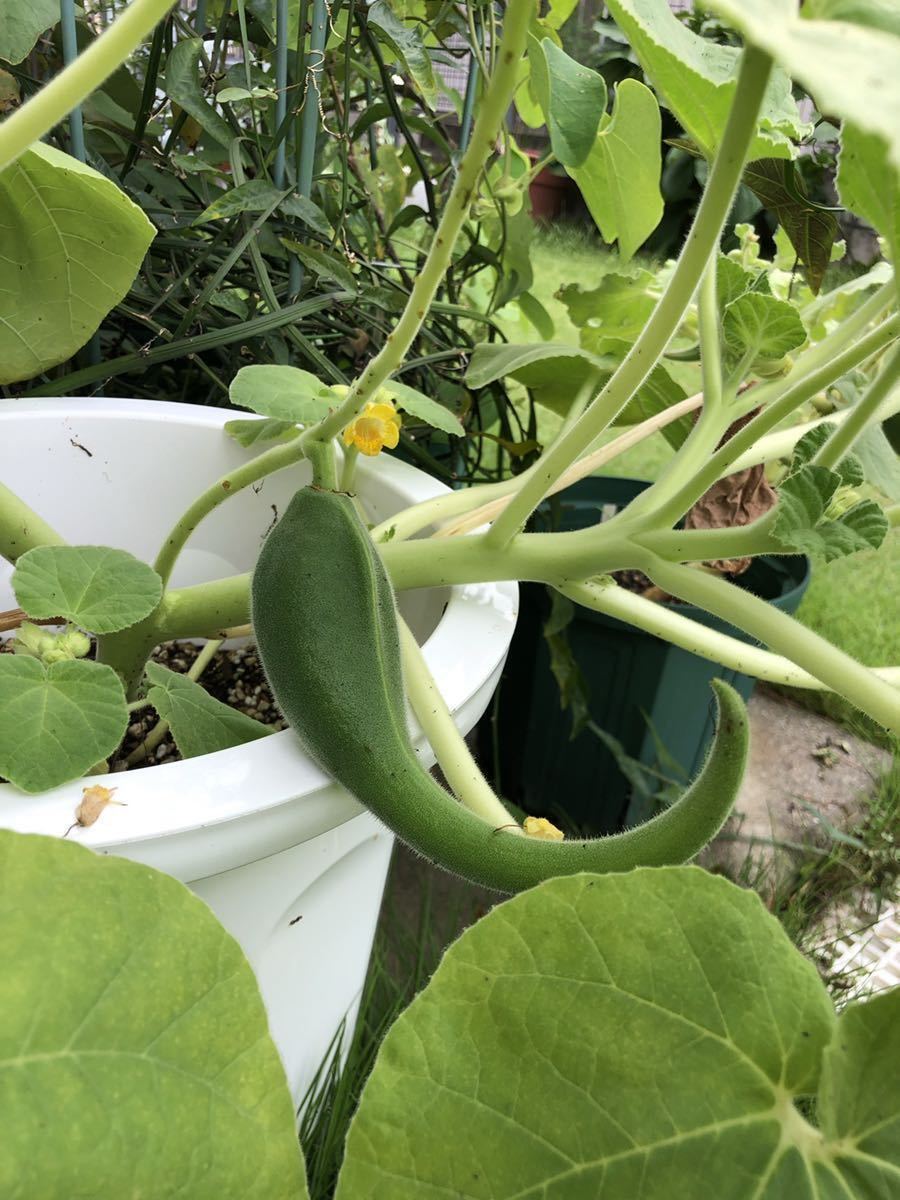 食虫植物 イビセラ ルテア 種子10粒 Ibicella Lutea キバナツノゴマ その他 売買されたオークション情報 Yahooの商品情報をアーカイブ公開 オークファン Aucfan Com