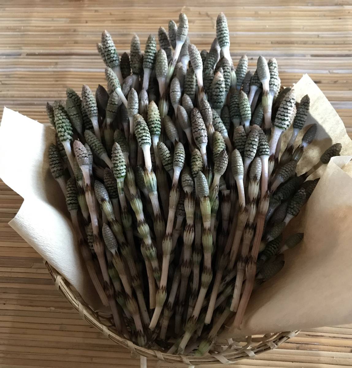 つくし ツクシ 土筆 100g 山菜 売買されたオークション情報 Yahooの商品情報をアーカイブ公開 オークファン Aucfan Com つくし ツクシ 土筆 100g 山菜 売買されたオークション情報 Yahooの商品情報をアーカイブ公開 オークファン Aucfan Com