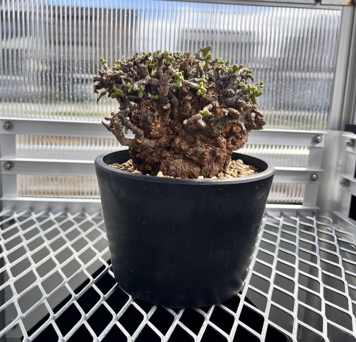 発根済 Ceraria pygmaea ケラリア ピグマエア 2 発根済 Ceraria pygmaea ケラリア ピグマエア 2