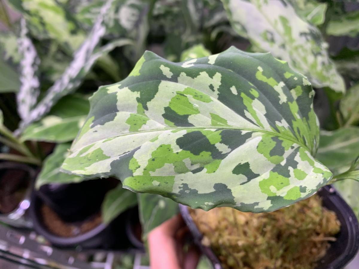 AZ便アグラオネマピクタム ファントム Aglaonema pictum Phantom WS
