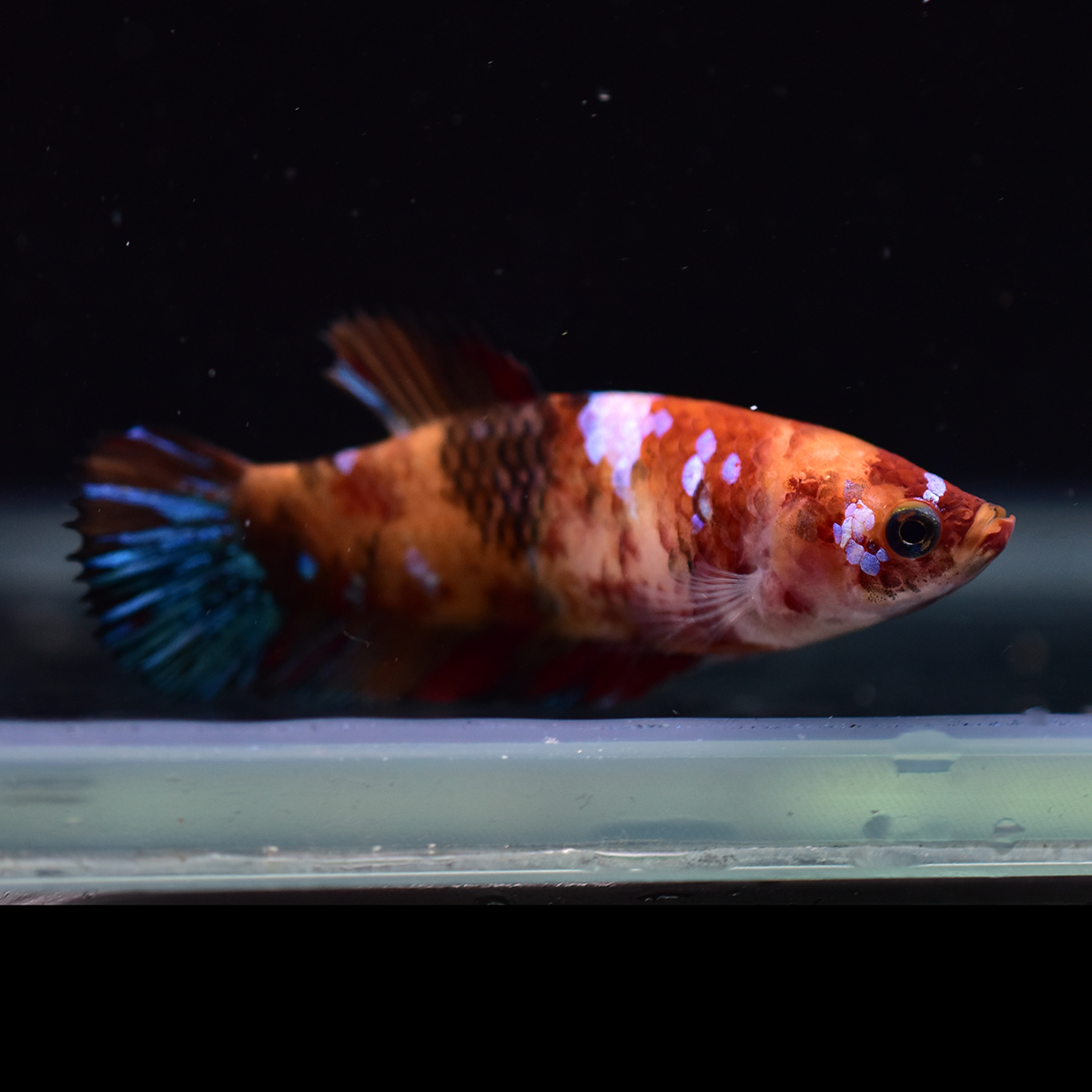 Sale 61 Off 最終値下げ ベタ プラカット キャンディー メス Thefestival Ca