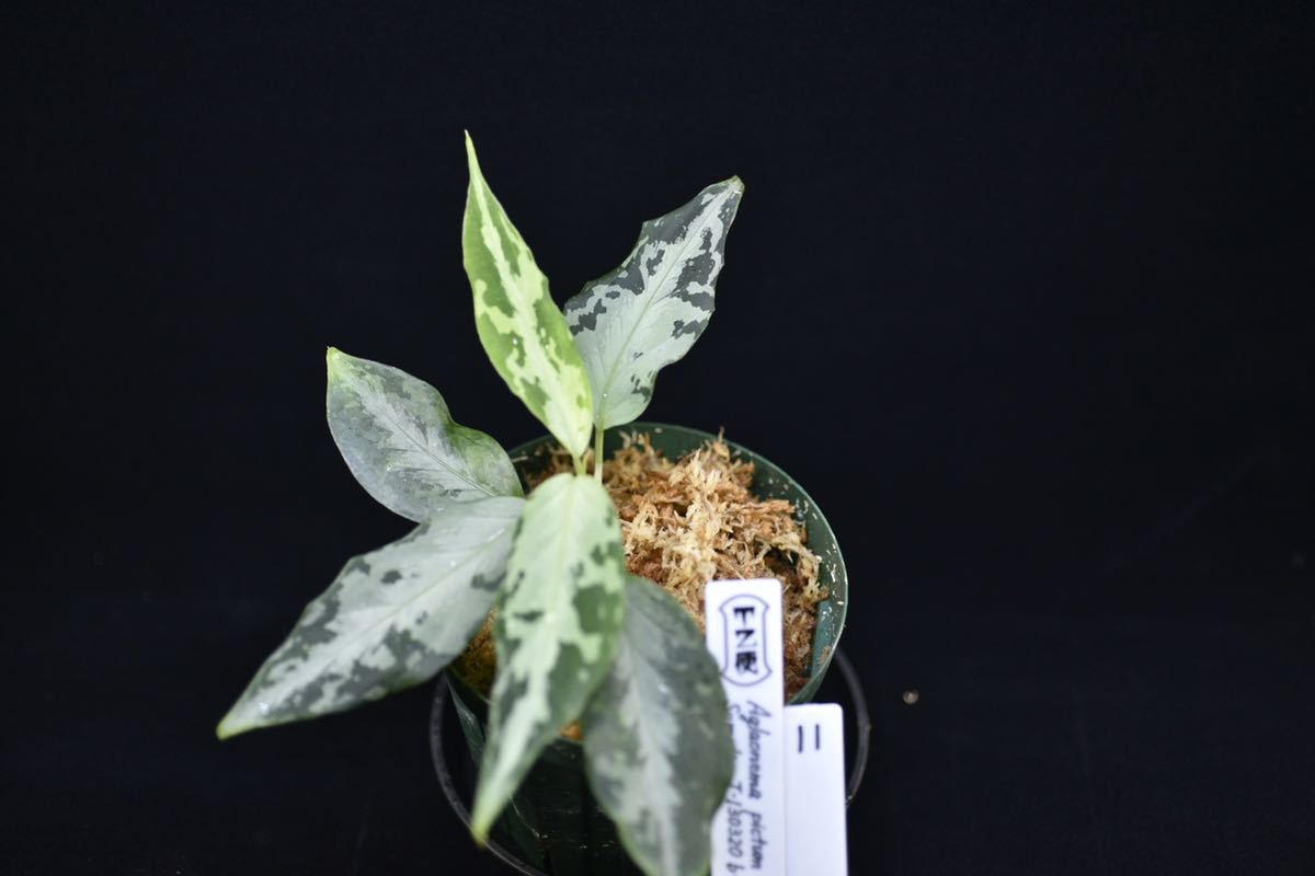 11. Aglaonema pictum Aceh Sumatra T-130320-b-5 Di Atas 株No.J001 