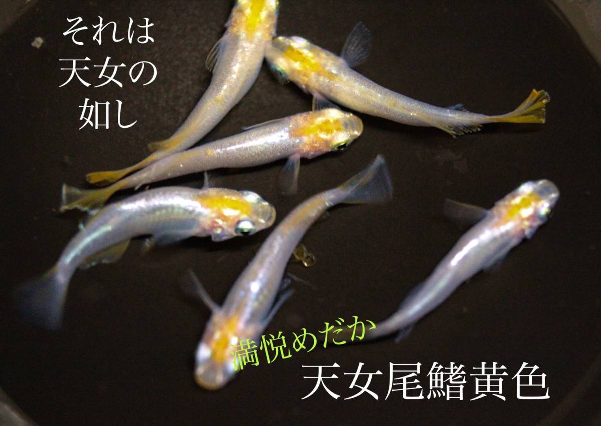 満悦めだか 天女尾鰭黄色光体系 有精卵10個 カビ 無精卵補償5個 めだか 卵 めだか 売買されたオークション情報 Yahooの商品情報をアーカイブ公開 オークファン Aucfan Com 満悦めだか 天女尾鰭黄色光体系 有精卵10個 カビ 無精卵補償5個 めだか 卵 めだか 売買されたオークション情報 Yahooの商品情報をアーカイブ公開 オークファン Aucfan Com