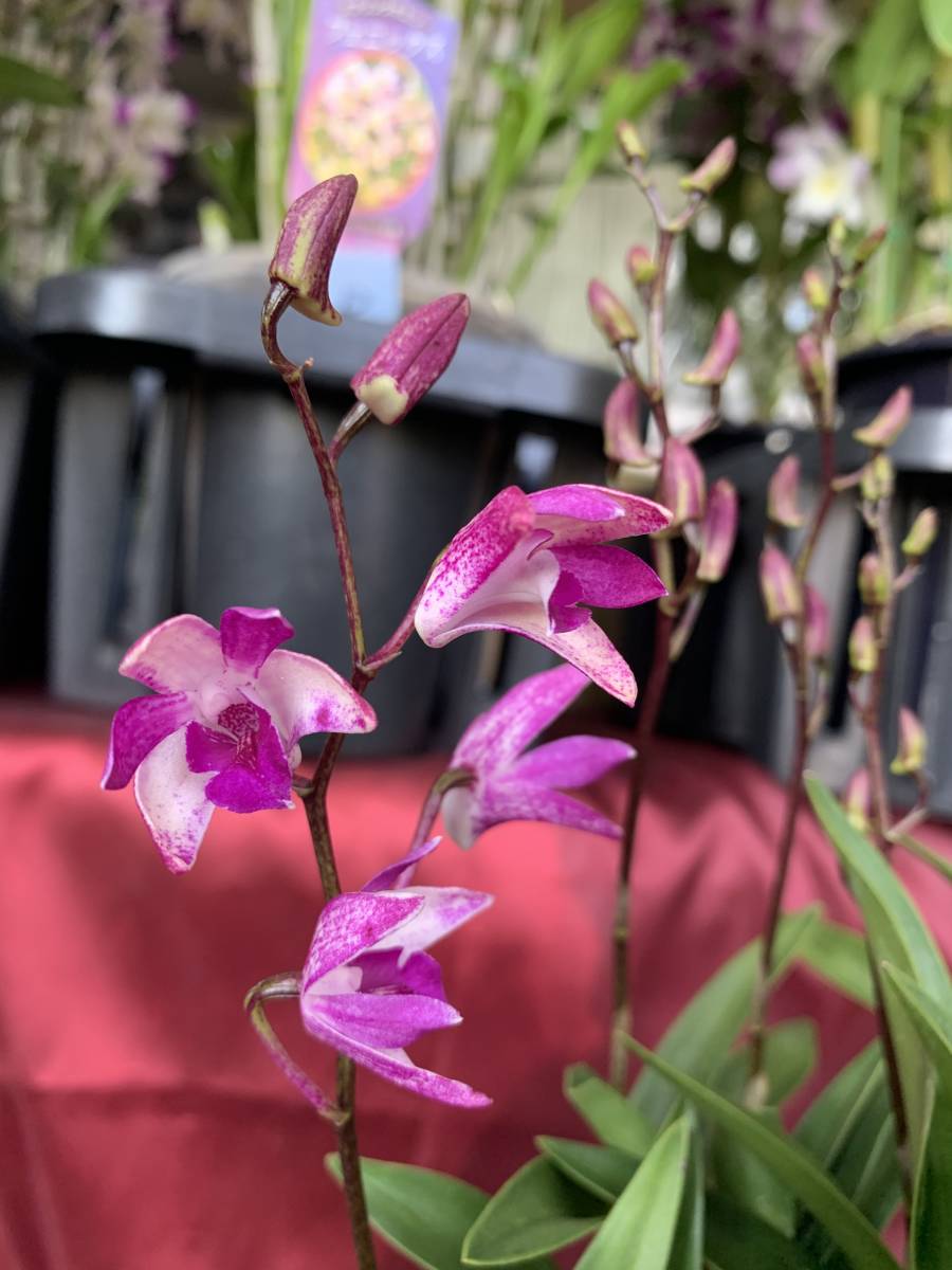 決算セール デンドロビウム キンギアナム 花まつり G 価格 スタート お見逃しなく 香るラン ラン 売買されたオークション情報 Yahooの商品情報をアーカイブ公開 オークファン Aucfan Com
