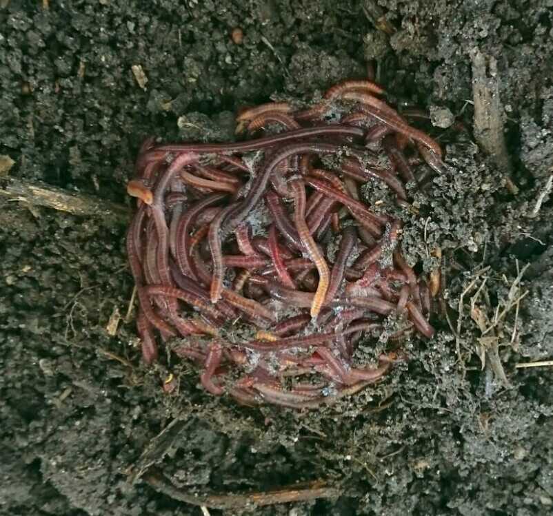 天然採取のシマミミズ 500匹 ミミズコンポスト イモリ カエル 小亀 観賞魚 土作り エサ 売買されたオークション情報 Yahooの商品情報をアーカイブ公開 オークファン Aucfan Com