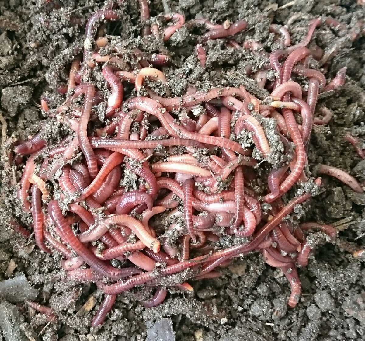 天然採取のシマミミズ 500匹 ミミズコンポスト イモリ カエル 小亀 観賞魚 土作り エサ 売買されたオークション情報 Yahooの商品情報をアーカイブ公開 オークファン Aucfan Com