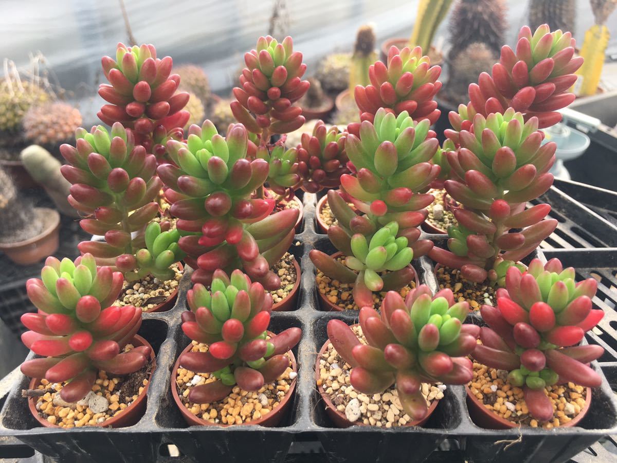 多肉植物 セダム 虹の玉 12本 春の寄せ植え 観葉植物 売買されたオークション情報 Yahooの商品情報をアーカイブ公開 オークファン Aucfan Com 多肉植物 セダム 虹の玉 12本 春の寄せ植え 観葉植物 売買されたオークション情報 Yahooの商品情報をアーカイブ公開 オークファン Aucfan Com