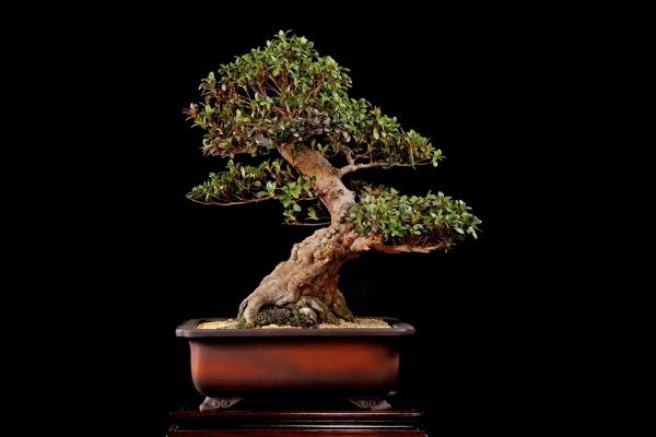 松柏盆栽（黒松／立派な古樹・太幹）大型サイズ・即引取可 松柏盆栽（黒松／立派な古樹・太幹）大型サイズ・即引取可 松柏盆栽（