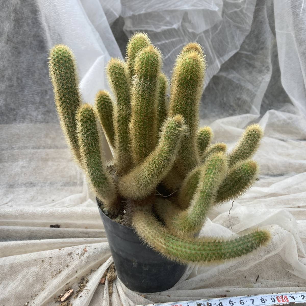 魅惑の多肉植物 サボテン 黄金紐 ２鉢セット その他 売買されたオークション情報 Yahooの商品情報をアーカイブ公開 オークファン Aucfan Com