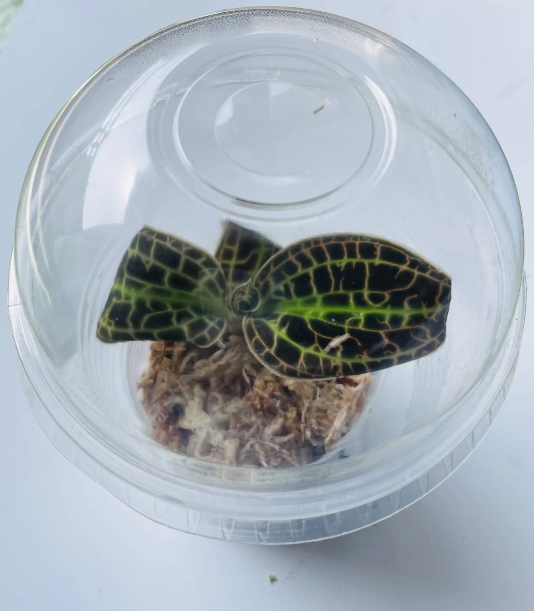 ジュエルオーキッド マコーデス サンデリアーナ 