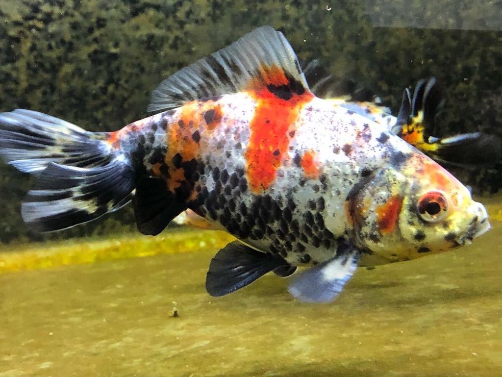 銀鱗和金 墨和金 キャリコ和金 和金 売買されたオークション情報 Yahooの商品情報をアーカイブ公開 オークファン Aucfan Com