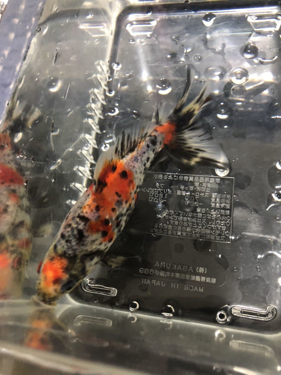 銀鱗和金 墨和金 キャリコ和金 和金 売買されたオークション情報 Yahooの商品情報をアーカイブ公開 オークファン Aucfan Com