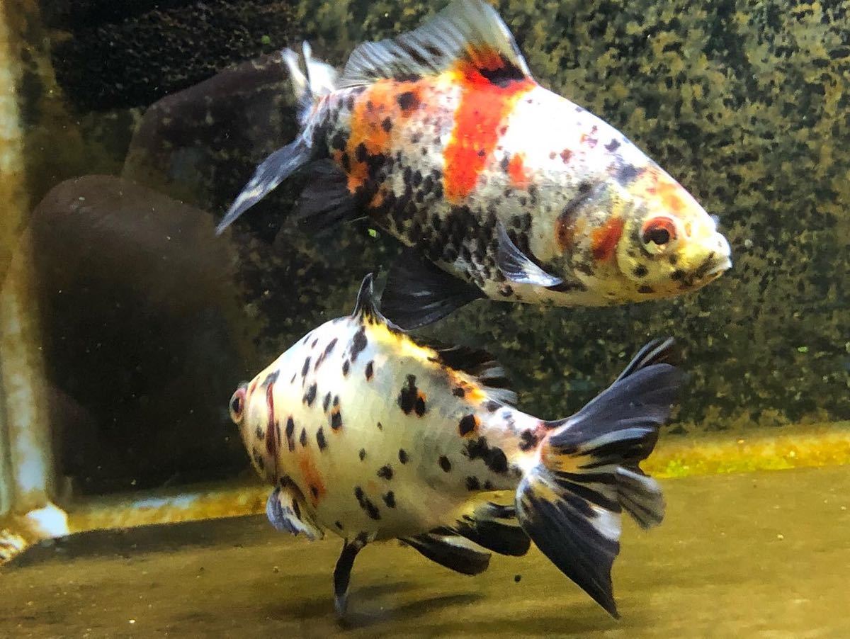 銀鱗和金 墨和金 キャリコ和金 和金 売買されたオークション情報 Yahooの商品情報をアーカイブ公開 オークファン Aucfan Com