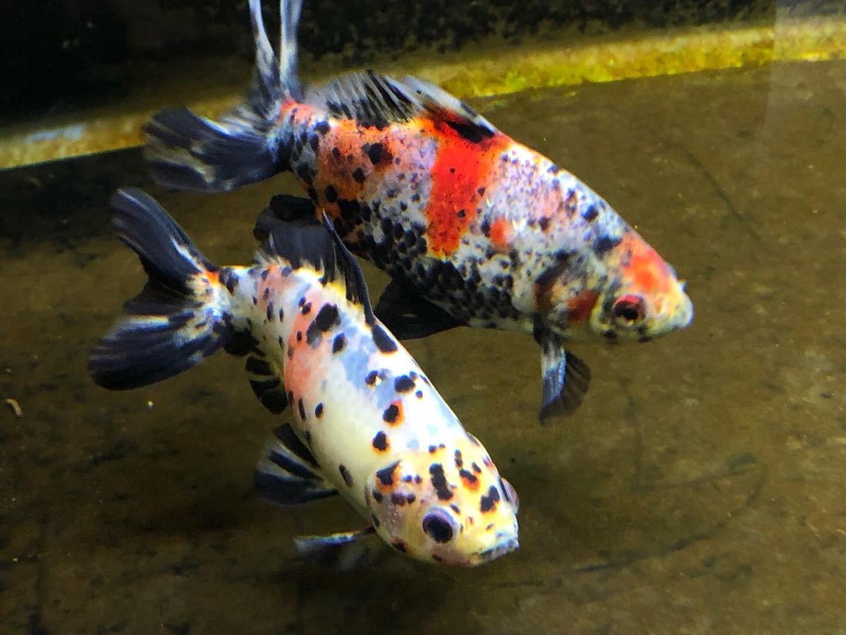 銀鱗和金 墨和金 キャリコ和金 和金 売買されたオークション情報 Yahooの商品情報をアーカイブ公開 オークファン Aucfan Com