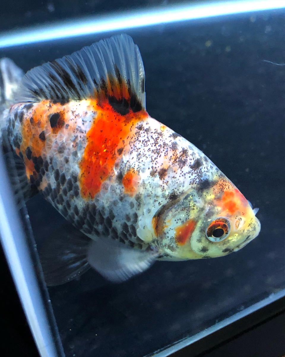 銀鱗和金 墨和金 キャリコ和金 和金 売買されたオークション情報 Yahooの商品情報をアーカイブ公開 オークファン Aucfan Com